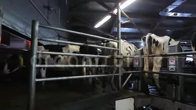 奶牛在现代农场挤奶。 奶牛厂的奶牛。 加工挤奶奶牛.. 挤奶机上的奶牛。 自动化